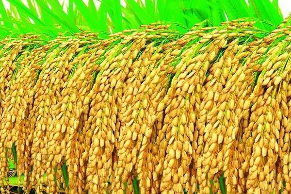 珍乡优619水稻品种的特性，每亩有效穗数19.7万穗