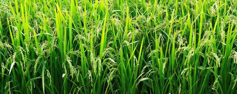 珍乡优619水稻品种的特性，每亩有效穗数19.7万穗
