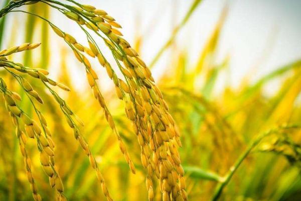 品香优607水稻品种简介，每亩有效穗数16.1万穗