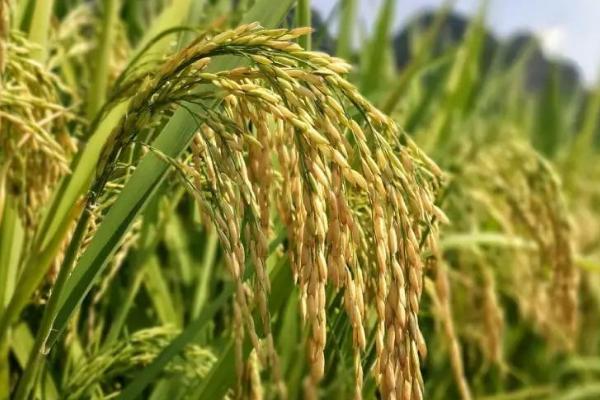 培两优3076水稻种子简介，秧田亩播种量10公斤