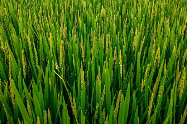 D优2527水稻品种简介，注意病虫害特别是稻瘟病的防治