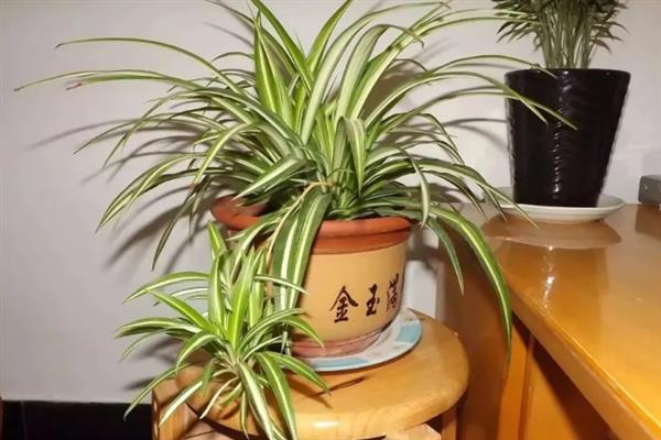 金边吊兰叶子发黄怎么处理，需补充养分并增加光照