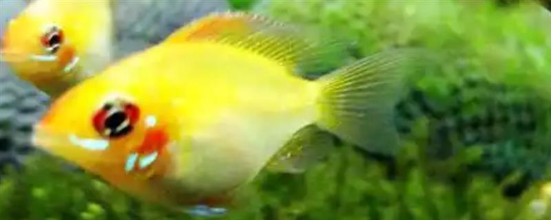 金波子配对后如何养护,可以将亲鱼或鱼卵捞出