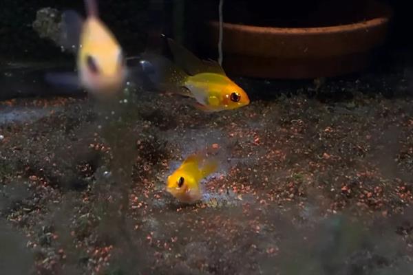 金波子配对后如何养护,可以将亲鱼或鱼卵捞出