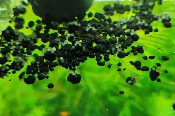 金波子配对后如何养护,可以将亲鱼或鱼卵捞出