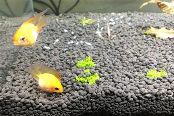 金波子配对后如何养护,可以将亲鱼或鱼卵捞出