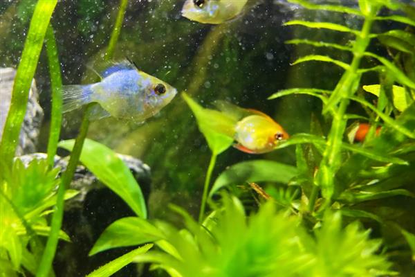 金波子配对后如何养护,可以将亲鱼或鱼卵捞出