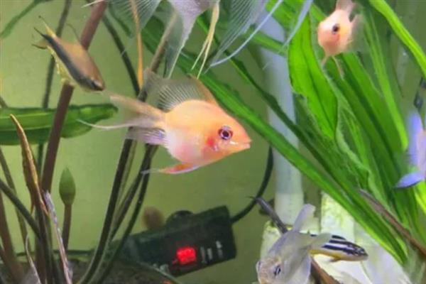 金波子配对后如何养护,可以将亲鱼或鱼卵捞出