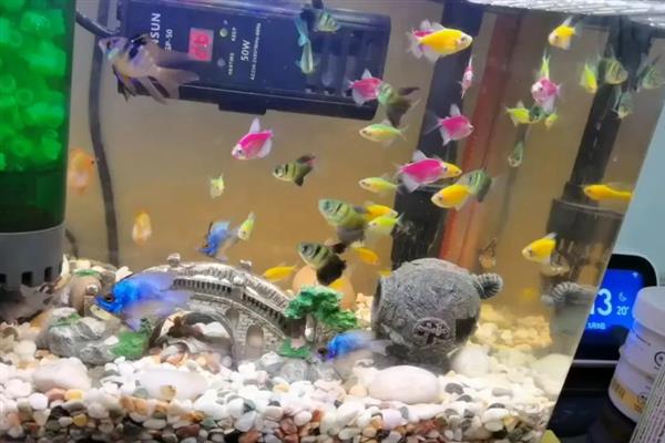 金波子配对后如何养护,可以将亲鱼或鱼卵捞出