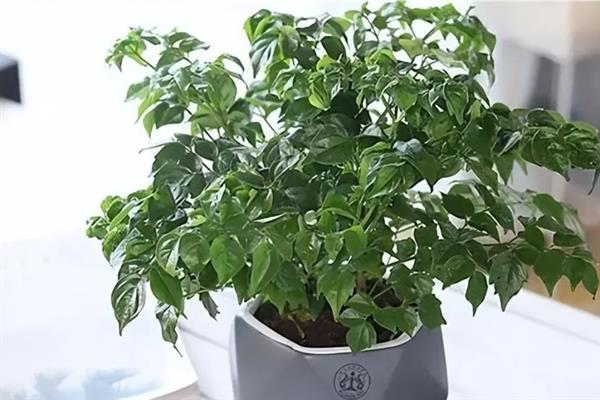 幸福树叶尖变黑怎么处理，需要在荫蔽处缓苗