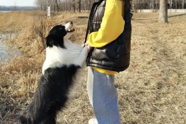 狗子到底爱不爱你如何测试，会表现得对你很热情