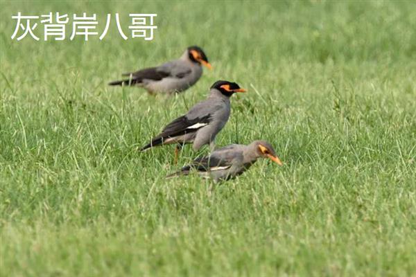 八哥鸟在几月份有幼鸟，一般3-5月份有幼鸟