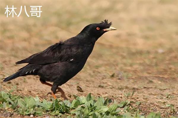 八哥鸟在几月份有幼鸟，一般3-5月份有幼鸟