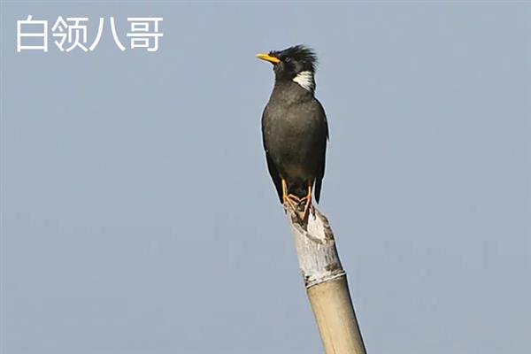 八哥鸟在几月份有幼鸟，一般3-5月份有幼鸟