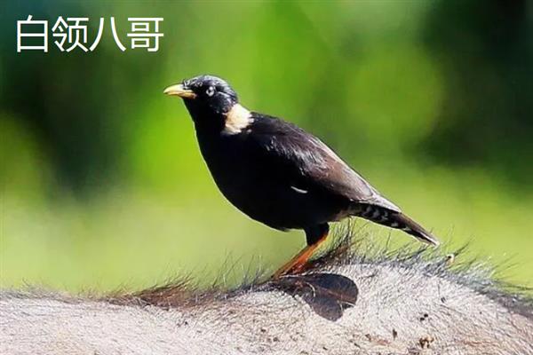 八哥鸟在几月份有幼鸟，一般3-5月份有幼鸟