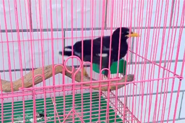 八哥鸟在几月份有幼鸟，一般3-5月份有幼鸟