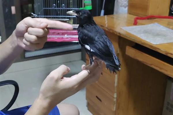 八哥鸟在几月份有幼鸟，一般3-5月份有幼鸟