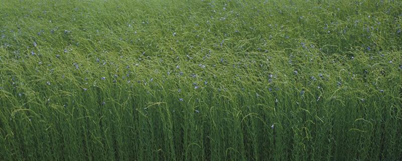 亚麻种植的要点,首先选用优良品种