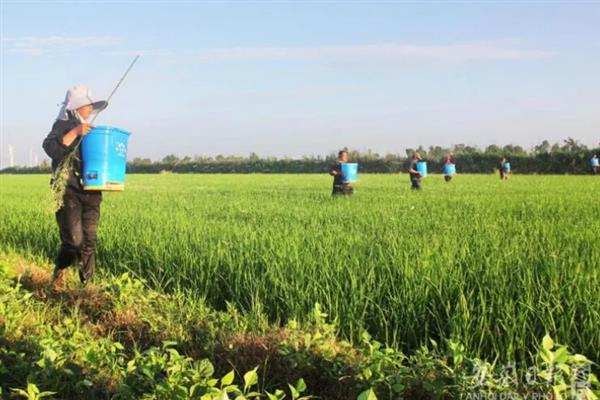 亚麻种植的要点,首先选用优良品种