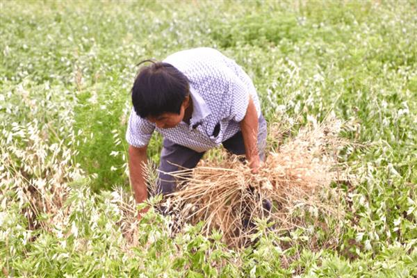 亚麻种植的要点,首先选用优良品种