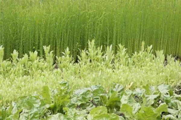 亚麻种植的要点,首先选用优良品种