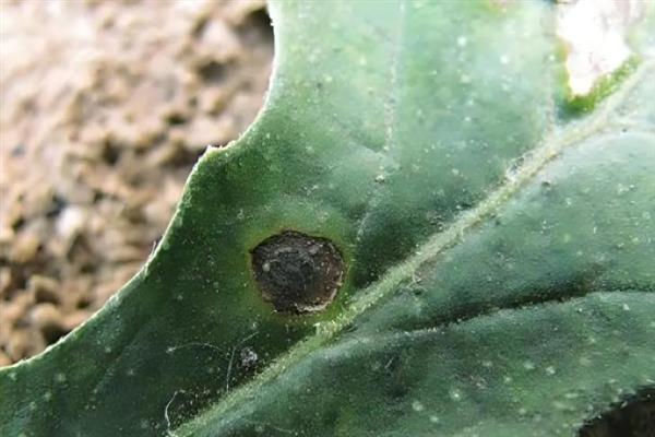 亚麻种植的要点,首先选用优良品种