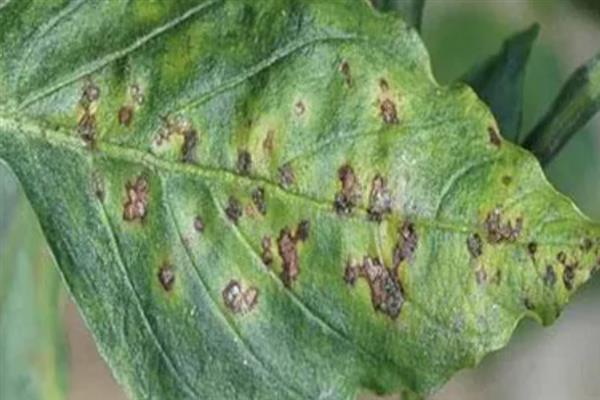 亚麻种植的要点,首先选用优良品种