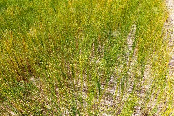 亚麻种植的要点,首先选用优良品种