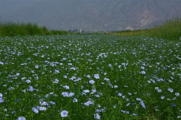 亚麻种植的要点,首先选用优良品种