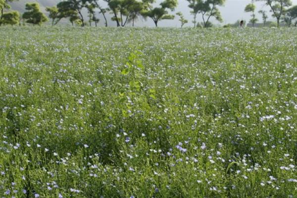 亚麻种植的要点,首先选用优良品种