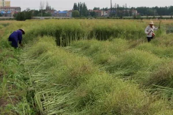 亚麻种植的要点,首先选用优良品种