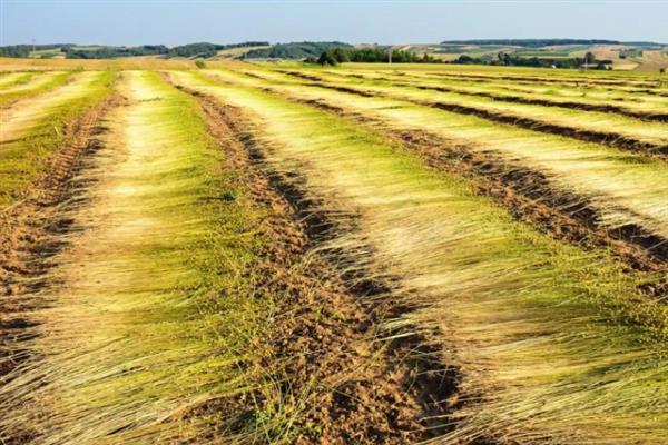 亚麻种植的要点,首先选用优良品种