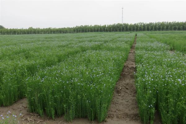 亚麻种植的要点,首先选用优良品种