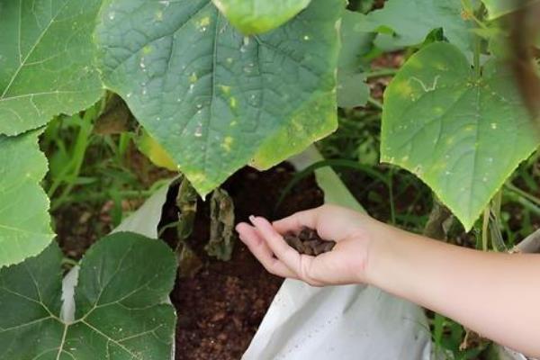 大棚黄瓜的种植技术，缓苗后需控制浇水