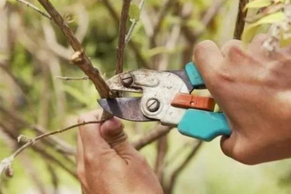 冬季什么时间剪树最佳，选择十二月最佳
