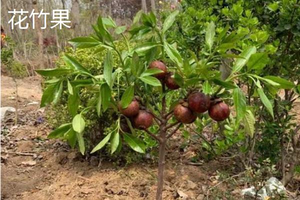 山竹的种类，主要分为油竹果、花竹果、沙竹果这三种