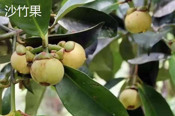 山竹的种类，主要分为油竹果、花竹果、沙竹果这三种