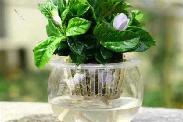 栀子花能不能水培，每周都要换一次水