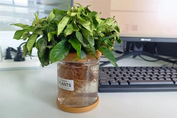 栀子花能不能水培，每周都要换一次水