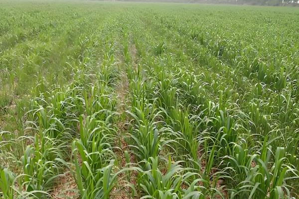 怎么防治高粱丝黑穗病，秋季深翻土壤可以减少菌源