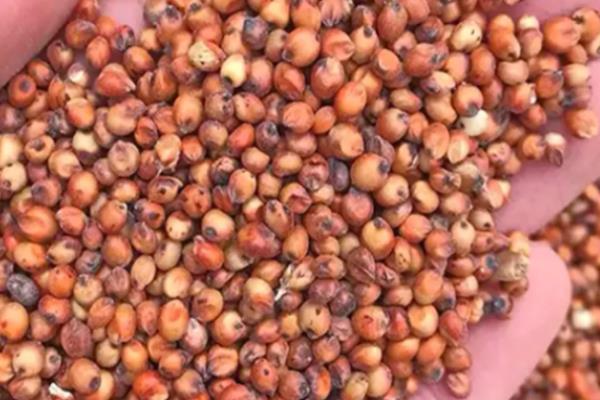 怎么防治高粱丝黑穗病，秋季深翻土壤可以减少菌源