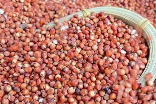 怎么防治高粱丝黑穗病，秋季深翻土壤可以减少菌源