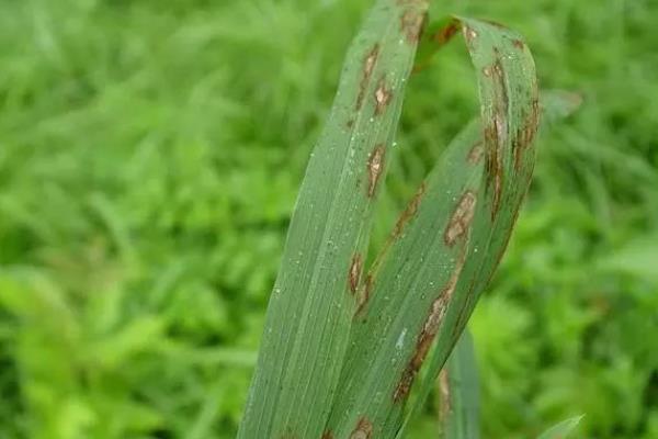 怎么防治高粱丝黑穗病，秋季深翻土壤可以减少菌源