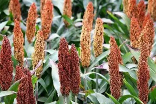 怎么防治高粱丝黑穗病，秋季深翻土壤可以减少菌源