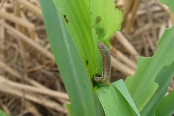 怎么防治高粱丝黑穗病，秋季深翻土壤可以减少菌源