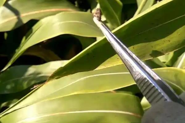 怎么防治高粱丝黑穗病，秋季深翻土壤可以减少菌源