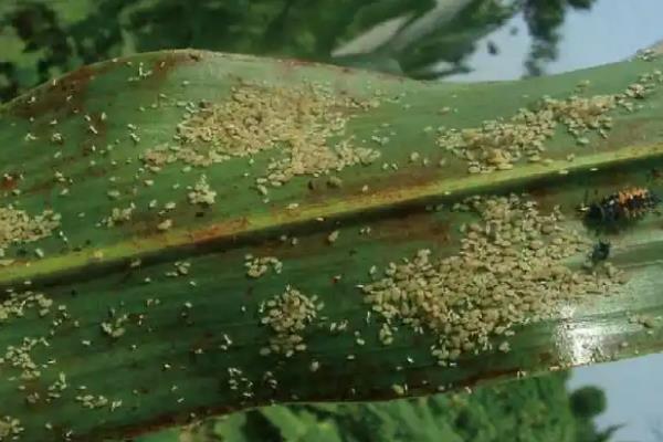 怎么防治高粱丝黑穗病，秋季深翻土壤可以减少菌源