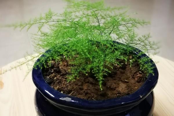文竹不长叶子的原因，可能是盆土不适或处在休眠期