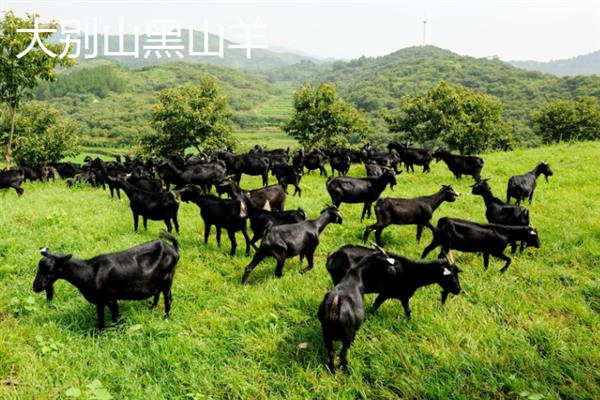 黑山羊的皮是不是黑的，被毛多为黑色