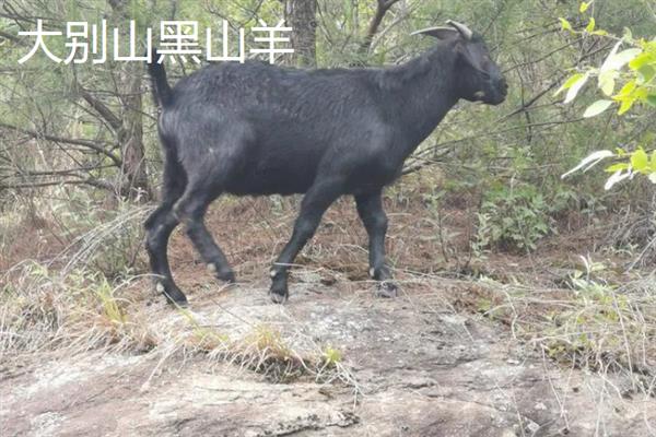 黑山羊的皮是不是黑的，被毛多为黑色